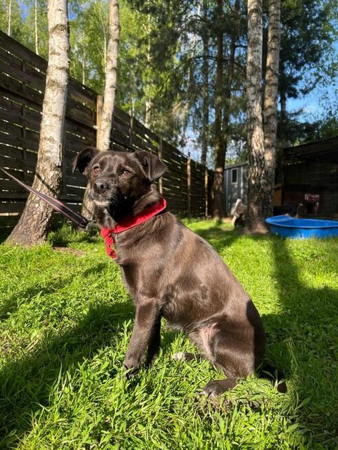 Kochana Przyjacielska dziewczynka poleca się do adopcji