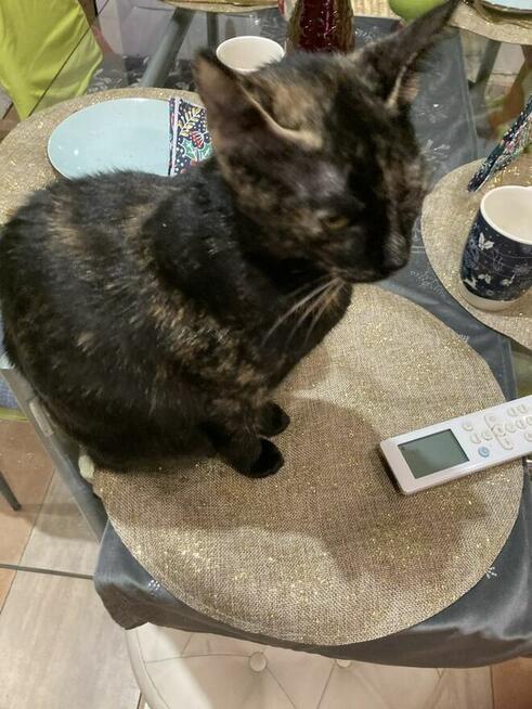 Zaginęła kotka Sisi