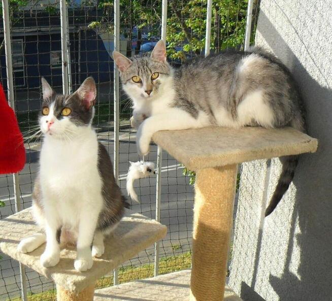 Srebrny kumpel dla Twojego kotka, 1 rok