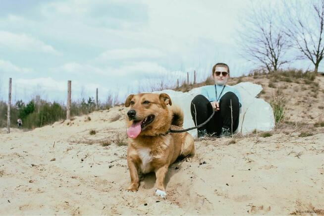 Apik-rudy niewielki psiak szuka altywnej rodziny-adopcja