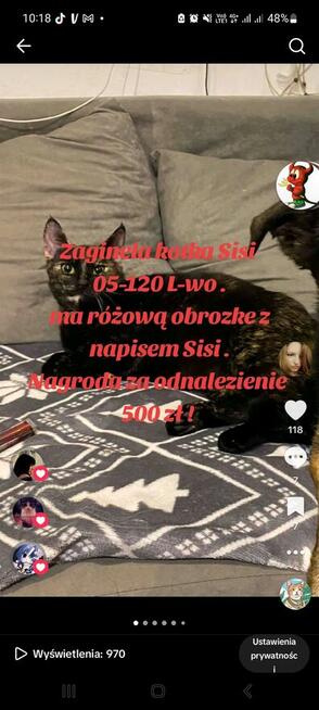 Zaginęła kotka Sisi