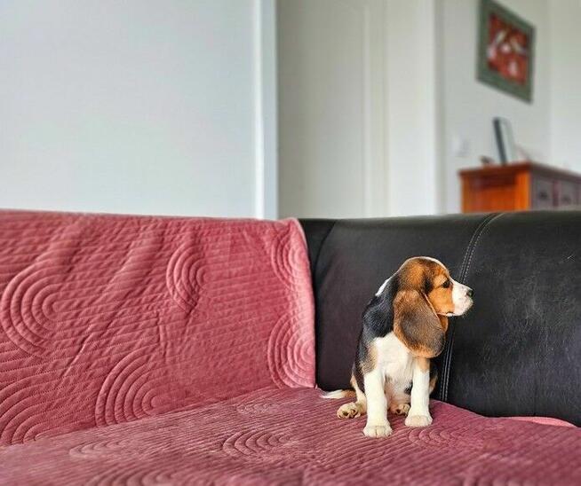 BEAGLE-po champ. ZKwP/FCI