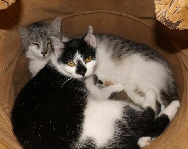 Srebrny kumpel dla Twojego kotka, 1 rok