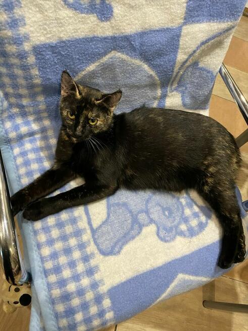 Zaginęła kotka Sisi