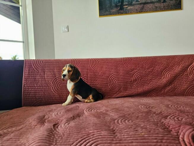 BEAGLE-po champ. ZKwP/FCI