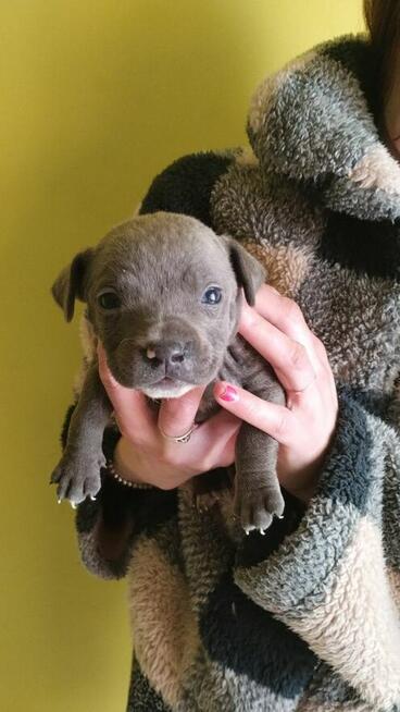 Oddam szczeniaki Amstaffa