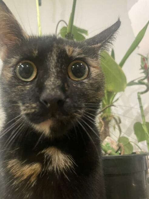 Zaginęła kotka Sisi