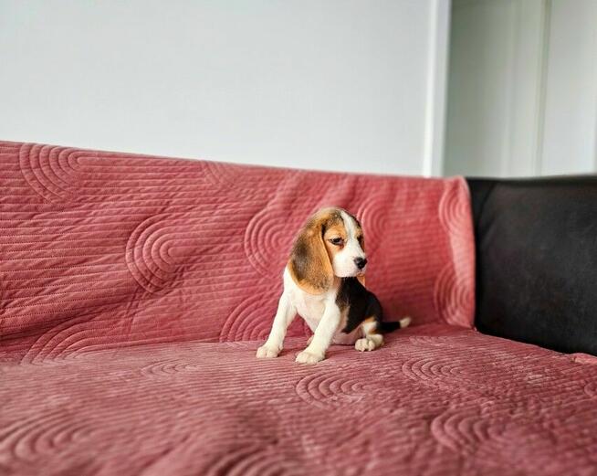 BEAGLE-po champ. ZKwP/FCI