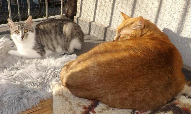 Srebrny kumpel dla Twojego kotka, 1 rok