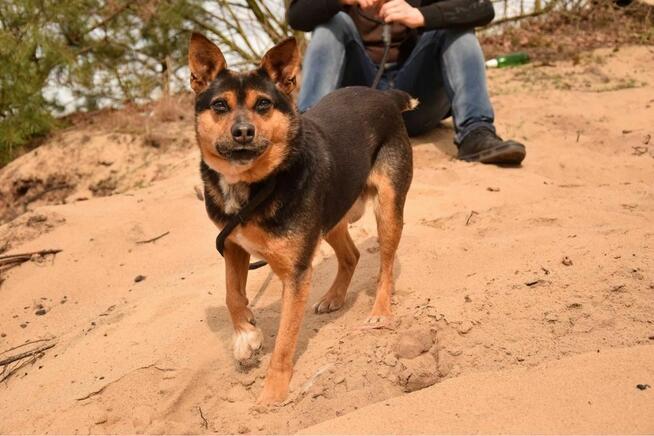 Skaucik-delikatny psiak czeka na cierpliwy, pełen miłości dom