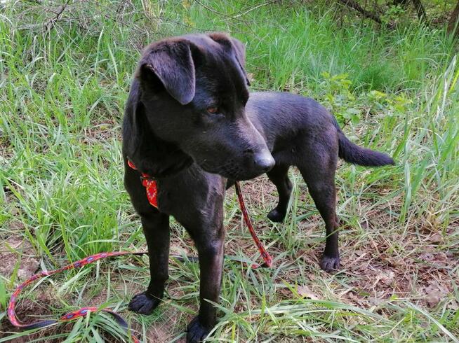 KULFON młody przyjazny pies szuka domu