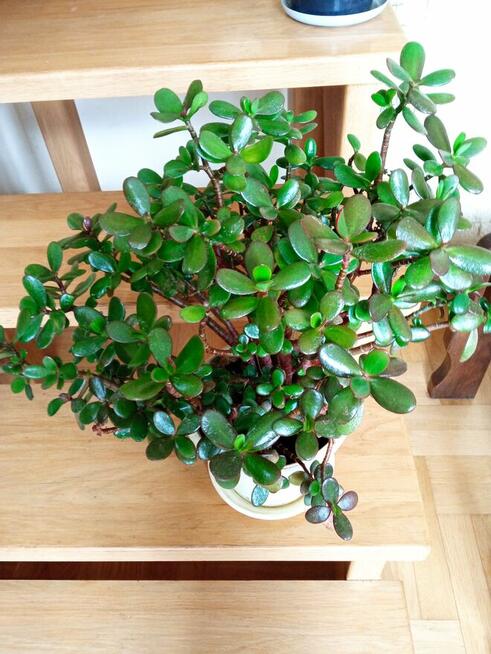 Duże kwiaty na sprzedaż