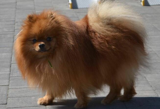 SZPIC MINIATUROWY POMERANIAN ŚLICZNY BARDZO PUCHATY PIESEK