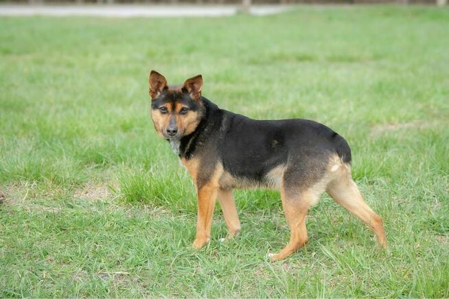 Skaucik-delikatny psiak czeka na cierpliwy, pełen miłości dom