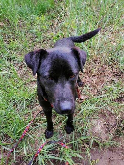 ROGAL młody wesoły spokojny piesek poleca się do adopcji