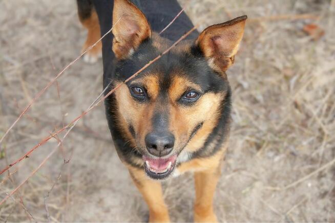 Skaucik-delikatny psiak czeka na cierpliwy, pełen miłości dom