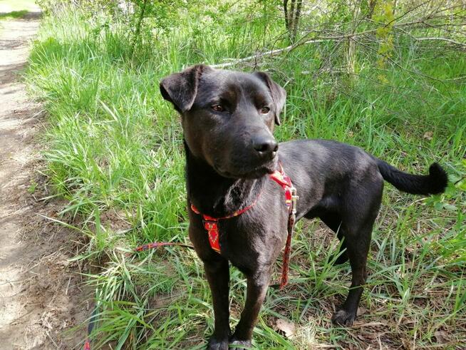 ROGAL młody wesoły spokojny piesek poleca się do adopcji