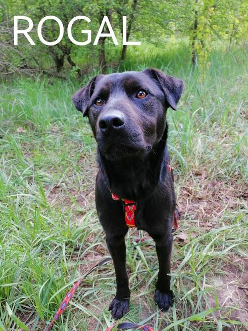 ROGAL młody wesoły spokojny piesek poleca się do adopcji