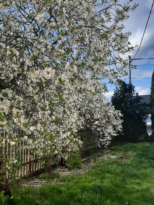 DOM ZE STAJNIĄ, NA DUŻEJ DZIAŁCE ZAGRODOWEJ