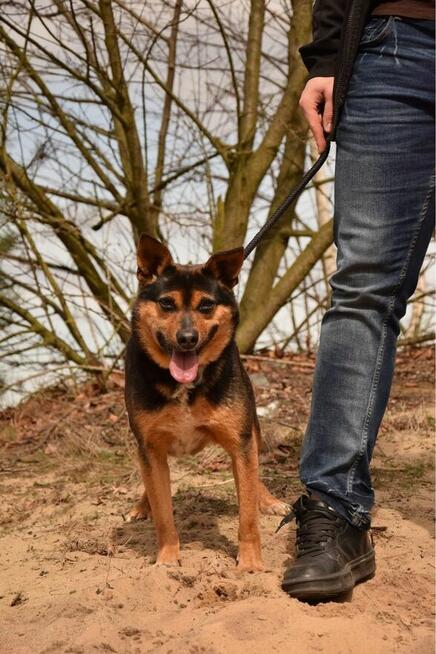 Skaucik-delikatny psiak czeka na cierpliwy, pełen miłości dom