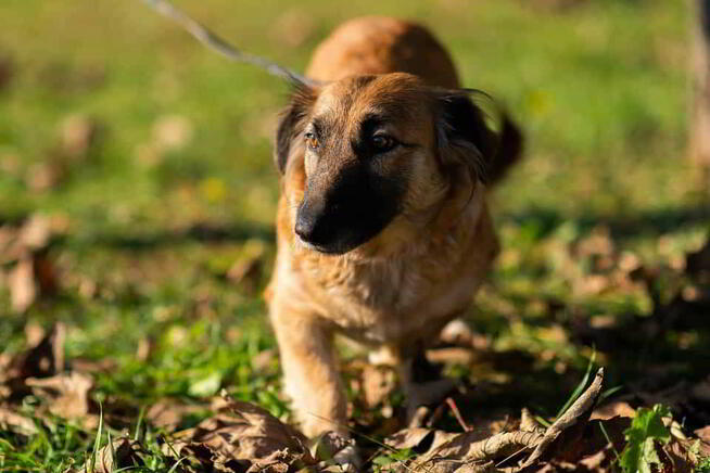 Wisienka puszcza oczko i rozgląda się za nowym domem!