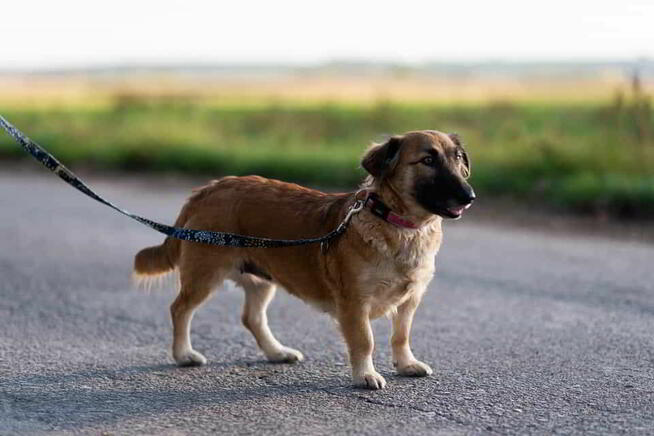 Wisienka puszcza oczko i rozgląda się za nowym domem!