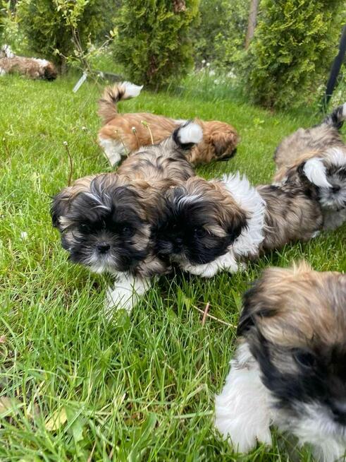 SHIH-TZU