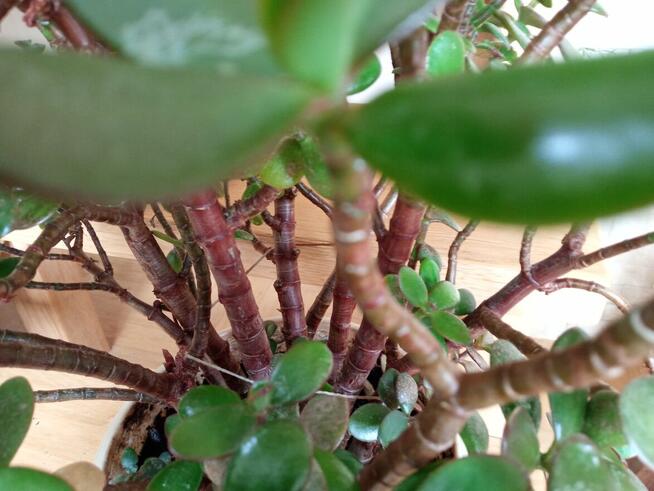 Duże kwiaty na sprzedaż