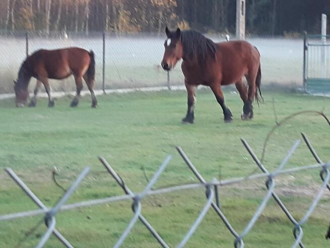 DOM ZE STAJNIĄ, NA DUŻEJ DZIAŁCE ZAGRODOWEJ