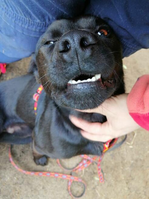 KULFON młody przyjazny pies szuka domu