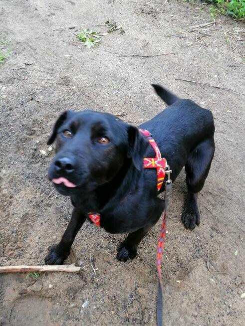 KULFON młody przyjazny pies szuka domu