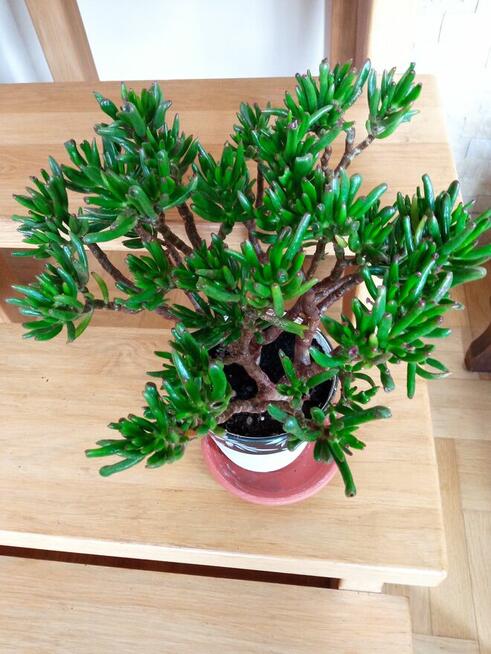 Duże kwiaty na sprzedaż