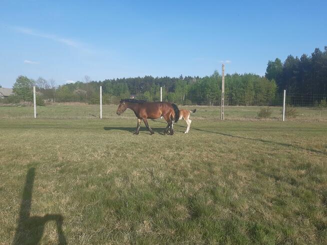 DOM ZE STAJNIĄ, NA DUŻEJ DZIAŁCE ZAGRODOWEJ