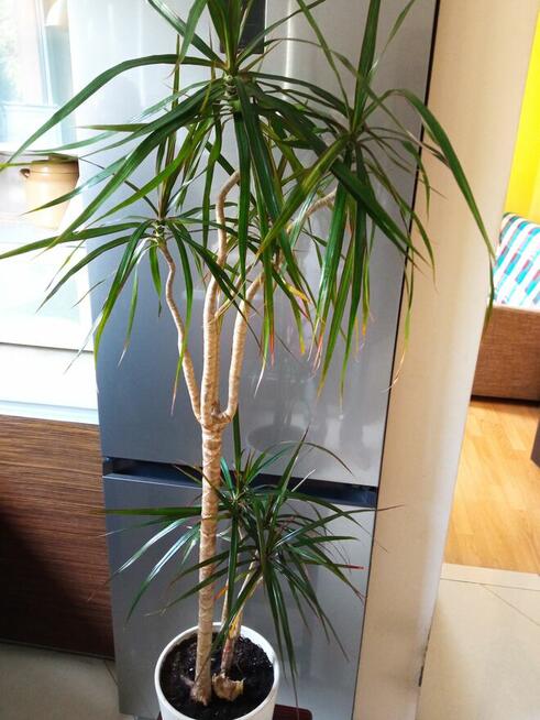 Duże kwiaty na sprzedaż