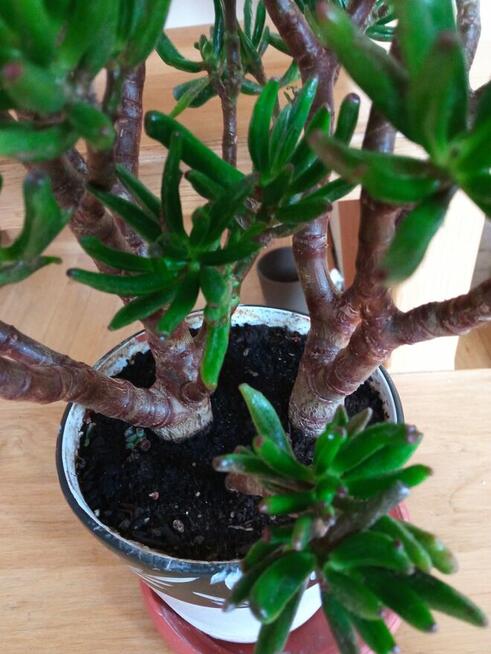 Duże kwiaty na sprzedaż