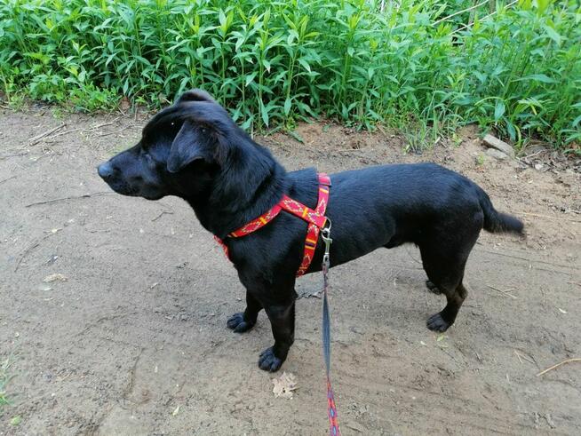 ROGAL młody wesoły spokojny piesek poleca się do adopcji