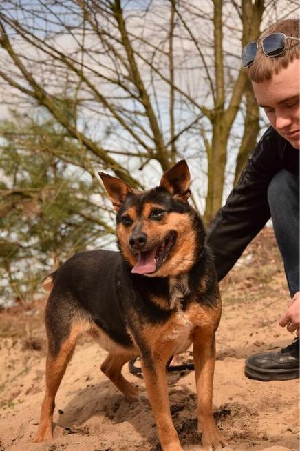 Skaucik-delikatny psiak czeka na cierpliwy, pełen miłości dom