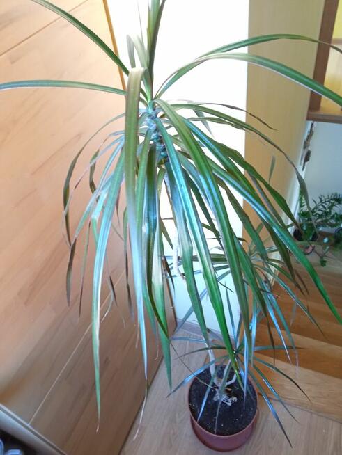 Duże kwiaty na sprzedaż