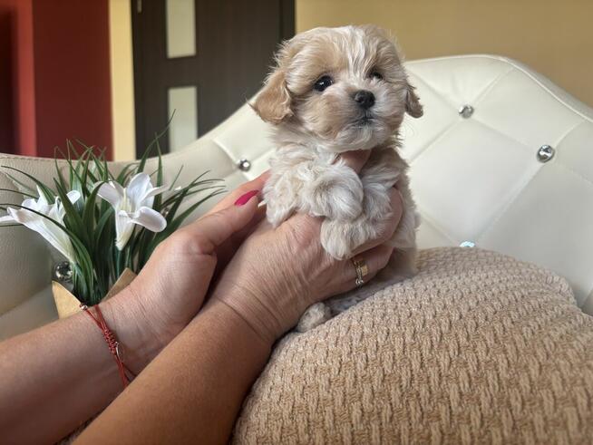 Maltipoo sunia z rodowodem