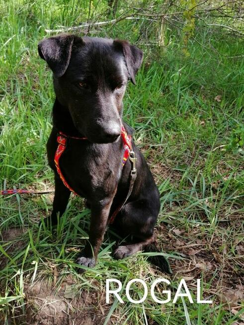 ROGAL młody wesoły spokojny piesek poleca się do adopcji