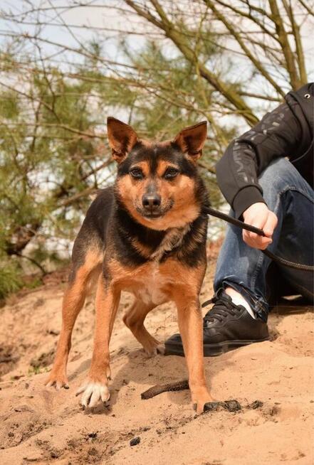 Skaucik-delikatny psiak czeka na cierpliwy, pełen miłości dom