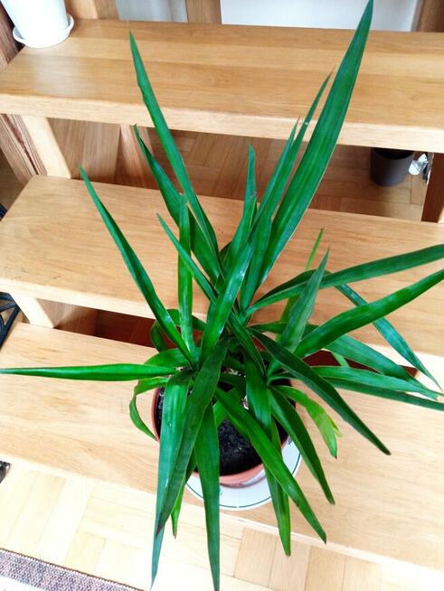 Duże kwiaty na sprzedaż