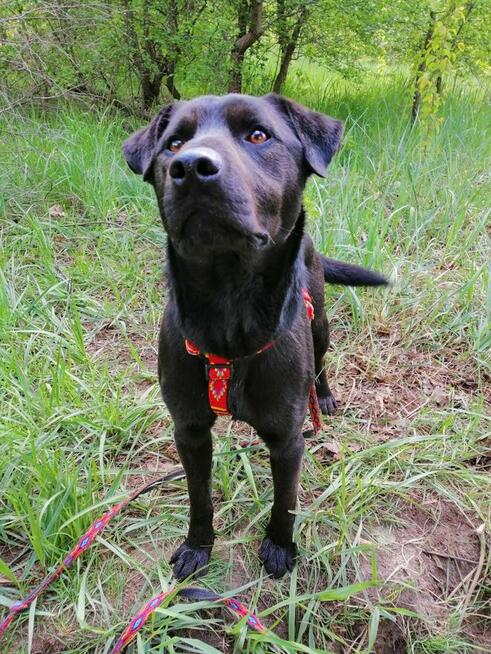 ROGAL młody wesoły spokojny piesek poleca się do adopcji