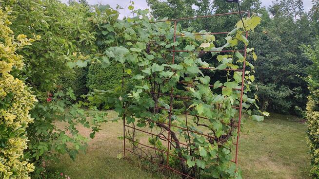 Sprzedam działkę ROD Rumin k/Konina