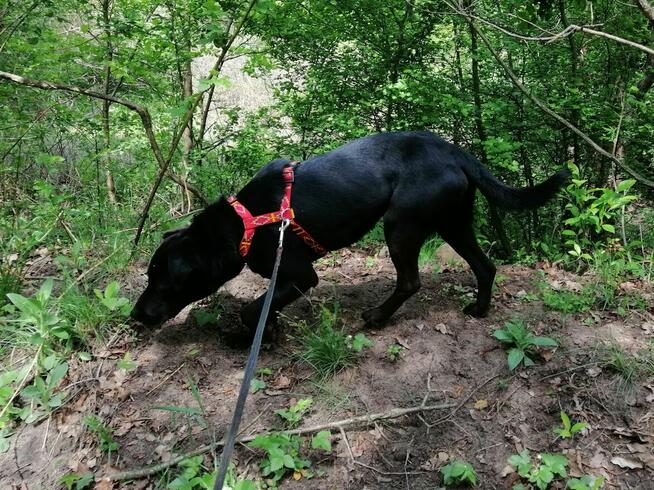 KULFON młody przyjazny pies szuka domu