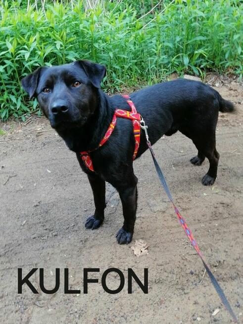 KULFON młody przyjazny pies szuka domu