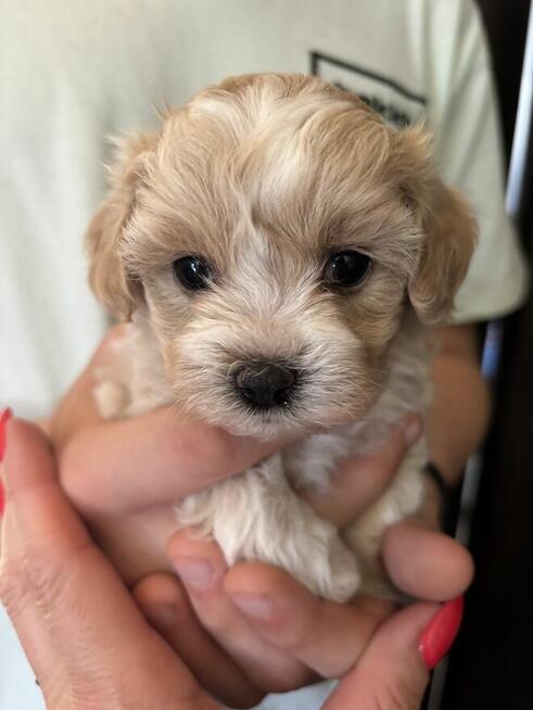 Maltipoo sunia z rodowodem