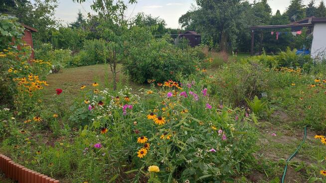 Sprzedam działkę ROD Rumin k/Konina