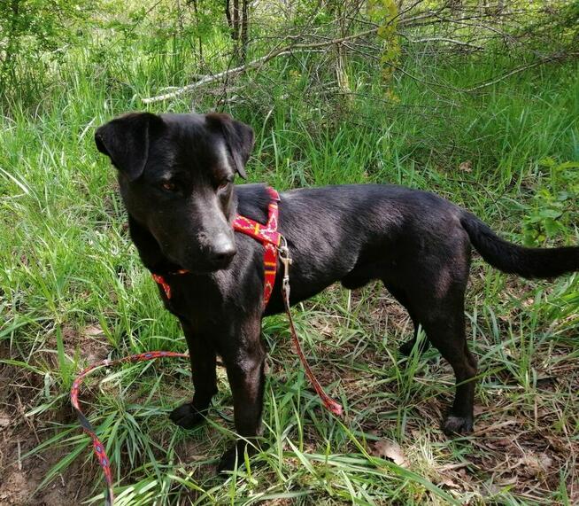 ROGAL młody wesoły spokojny piesek poleca się do adopcji