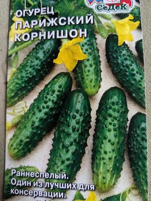 Ogórki wschodnie Palczik Kustowoj Paryżskij korniszon